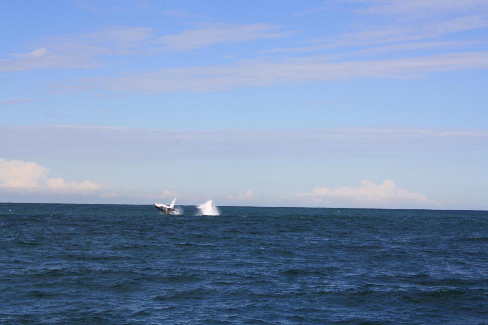 Mercure Centro Port Macquarie Luaran gambar